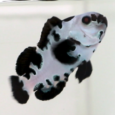 WYSIWYG Premium Black Storm Clownfish