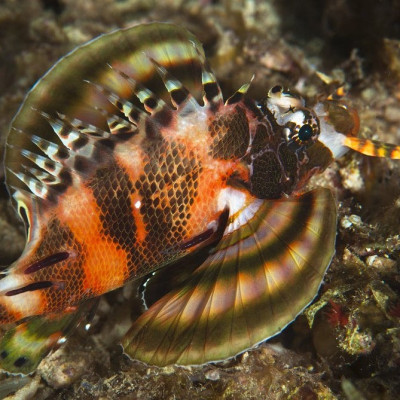 Fu Manchu dwarf Lionfish