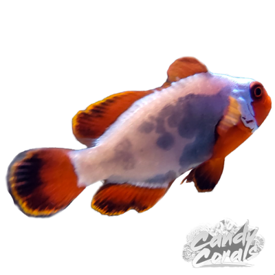 Captive Bred Thunder Maroon Clownfish
