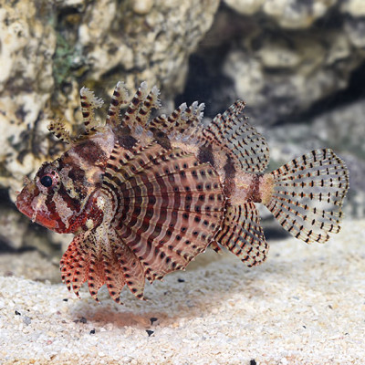 Dwarf Fuzzy Lionfish