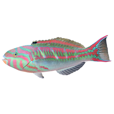 Pink Face Wrasse