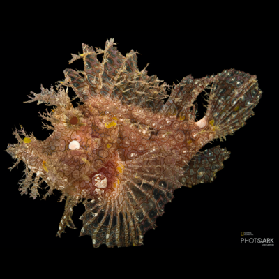 Yellow Weedy Scorpionfish - Super Rare Rhinopias Frondosa