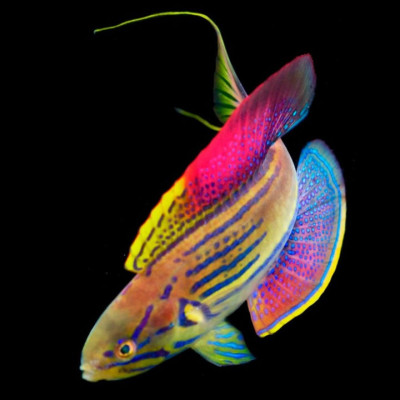 SuperMale Madagascar Flasher Wrasse
