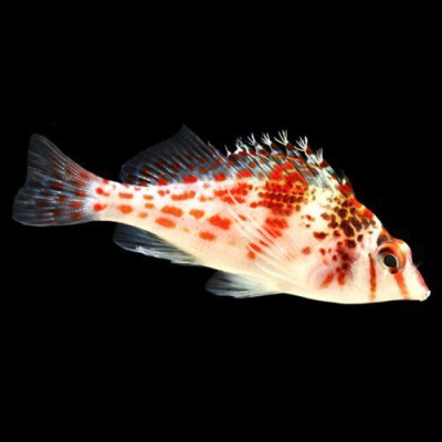 Falco Hawkfish