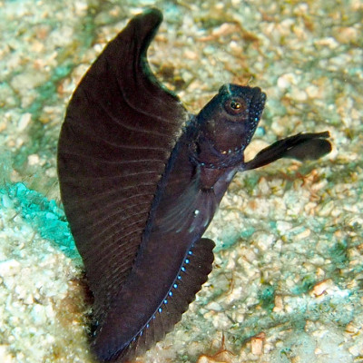 Sailfin Blenny