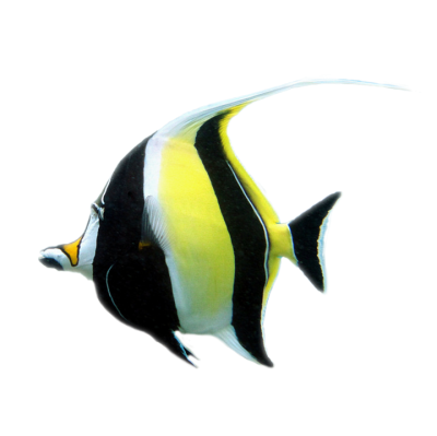 Moorish Idol