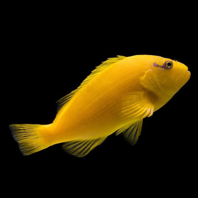 Tahitian Golden Hawkfish