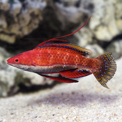 Longfin Fairy Wrasse