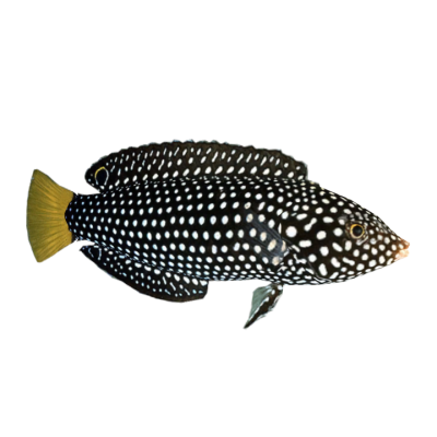 Yellow Tail Tamarin Wrasse