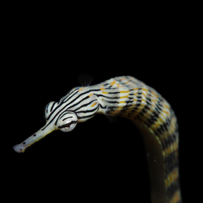 Messmate Pipefish