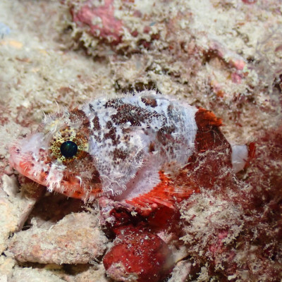 Coral Scorpionfish