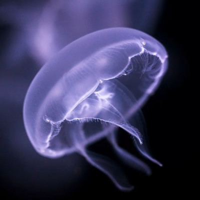 Moon Jellyfish