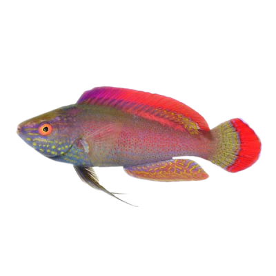 Super Male Pink Margin Fairy Wrasse