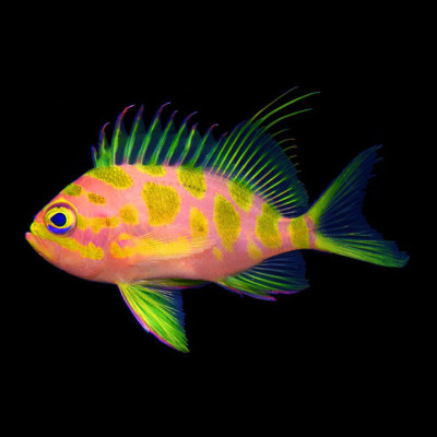 Borbonius Anthias