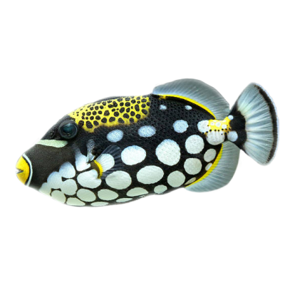 Clown Triggerfish