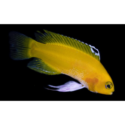 Captive Bred Platinum Golden Cuban Basslet Purple