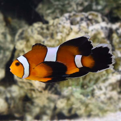 LongFin Mocha Clownfish