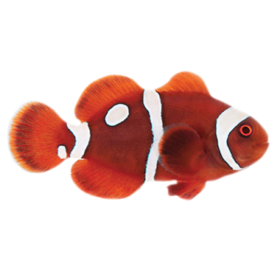 Captive Bred Gold Dot Maroon Clownfish