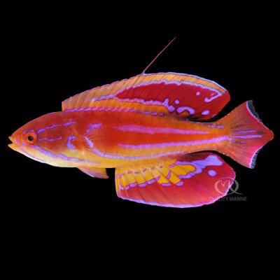 Male Diamond Tail Flasher Wrasse
