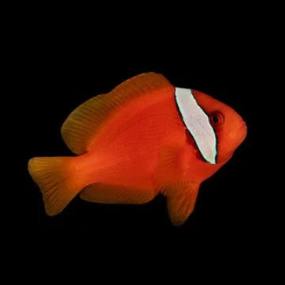 Captive Bred Tomato Clownfish