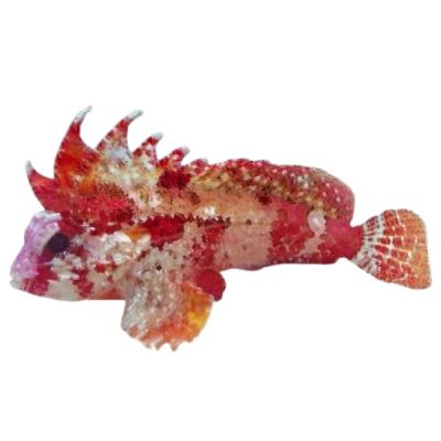 Red Rooster Pygmy Waspfish