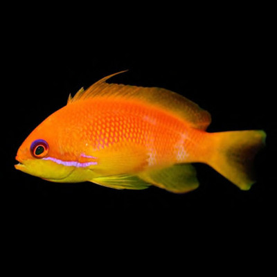 Lyretail Anthias