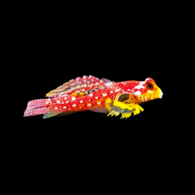 Ruby Red Dragonet