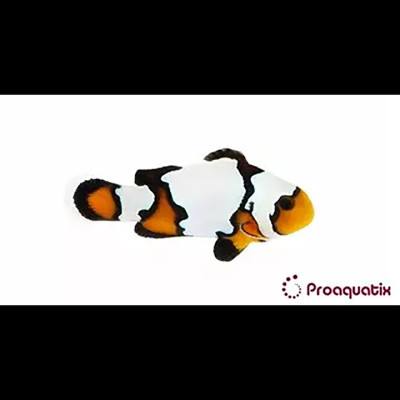 Blacker Ice Oscellaris Clownfish