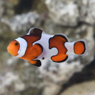 Captive Bred Gladiator Oscellaris Clownfish