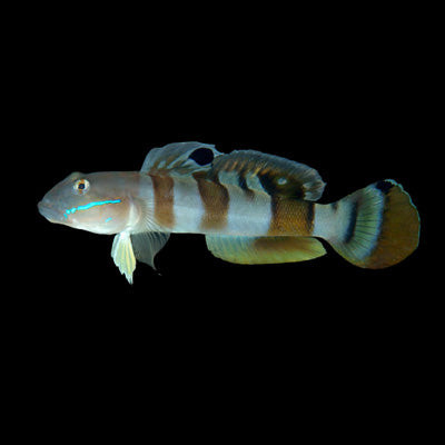 Tiger Sleeper Goby