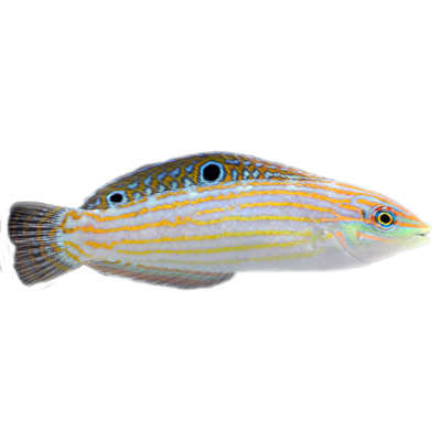 Adorned Wrasse