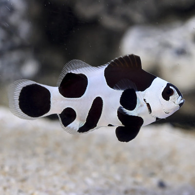 Captive Bred Black Storm Clownfish