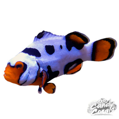 Black Helmet Picasso Clownfish