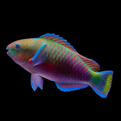 Quoyi Parrotfish