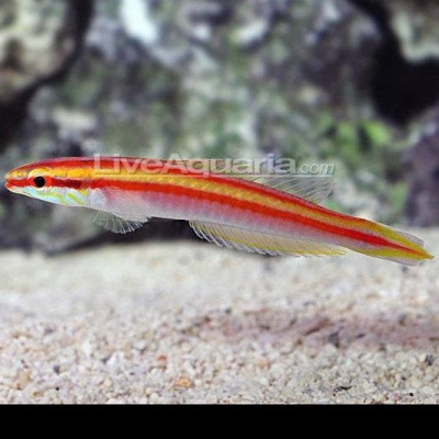 Yellow Stripe Deep Water Hogfish