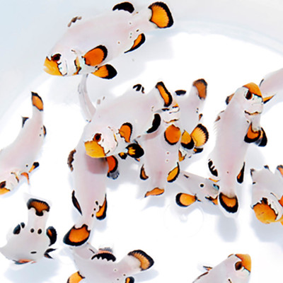 Flurry Clownfish
