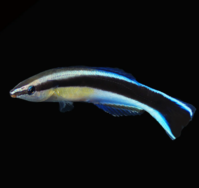 Captive Bred Blue Streak Cleaner Wrasse
