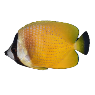 Klein's Butterflyfish