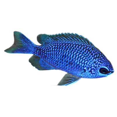 Purple Chromis