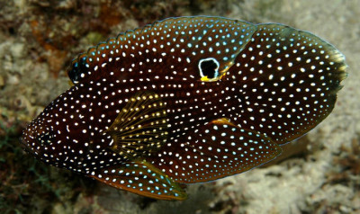 Wild Caught Marine Betta