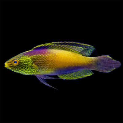 Super Male Golden Rhomboid Wrasse