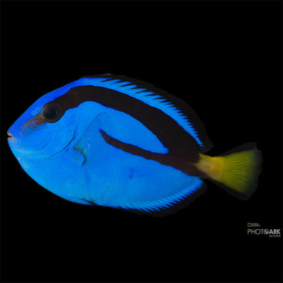 Captive Bred Blue Hippo Tang