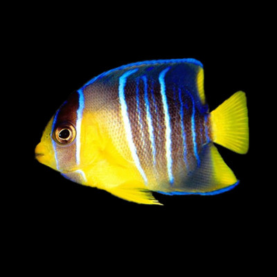 Juvenile Blue Angelfish