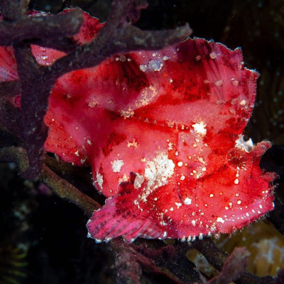 Red Leafy Scorpionfish
