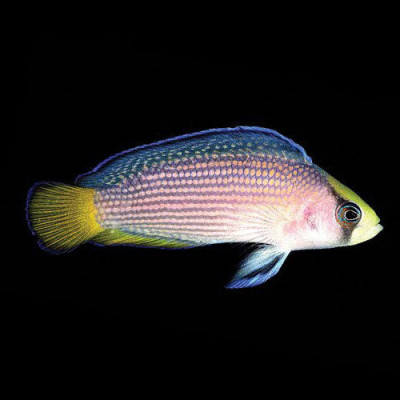 Large Splendid Dottyback Pair (Aquarium Conditioned)