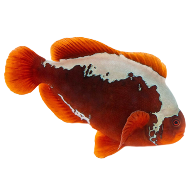 Captive Bred Mohawk Maroon Clownfish