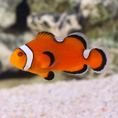 Captive Bred Extreme Misbar Oscellaris Clownfish