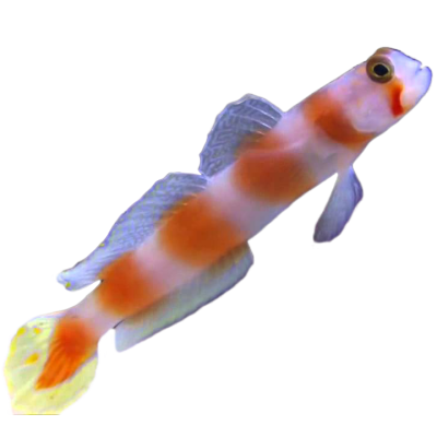 Aurora Goby/Pink Bar Goby