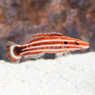 Blacktail Peppermint Hogfish