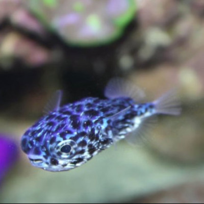 Blue Pelagic Porcupine Puffer